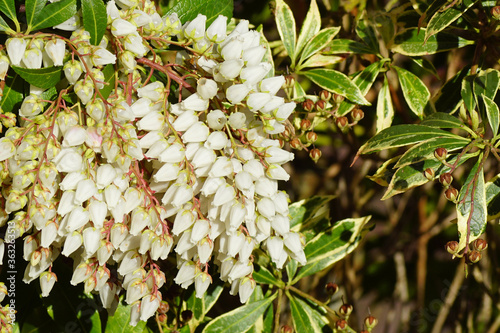 Fotografi Pieris (Pieris japonica variegata)