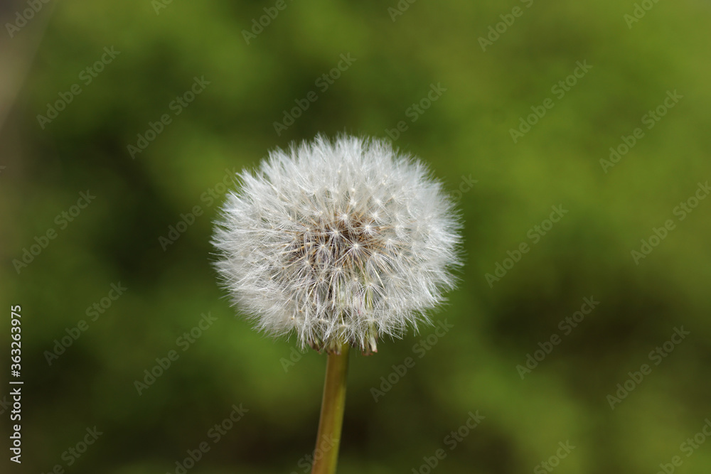 Fluffy blowball. Close-up of ripe fruits common dandelion - taraxacum officinale.  Bergen, Netherlands, April 16, 2020. 