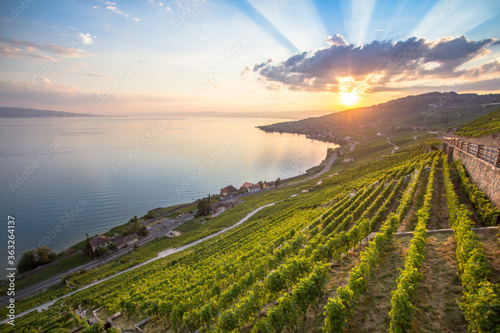 Vineyards in Lavaux region, Switzerland