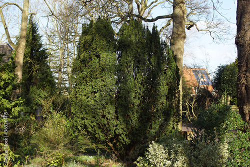 Spring Foliage of an evergreen Irish Yew Tree (Taxus baccata 'Fastigiata') Growing in a garden in the Dutch village of Bergen. Netherlands, March photo