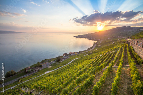 Vineyards in Lavaux region, Switzerland Fototapet