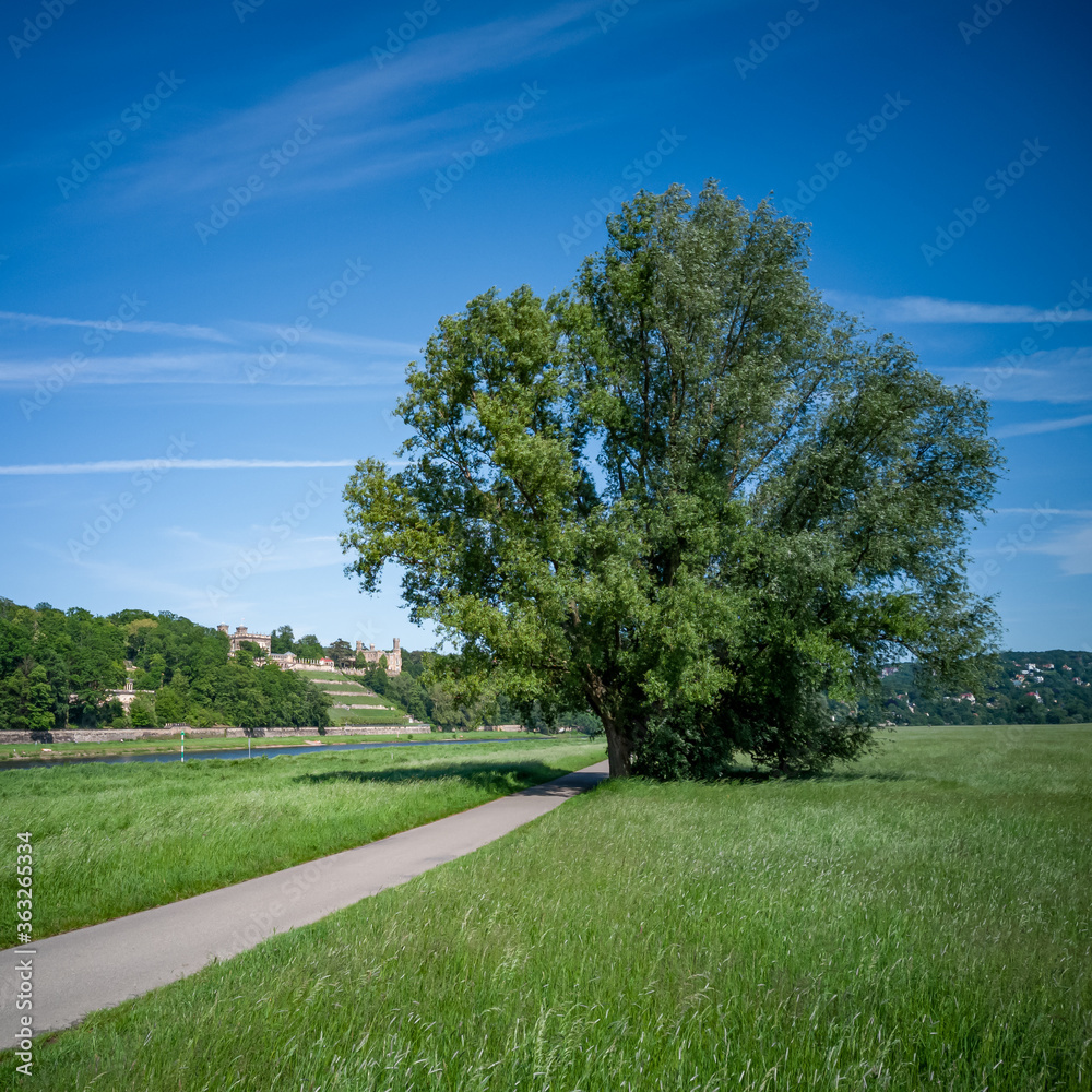 Elbwiesen in Dresden, Sachsen, Deutschland - Urbane Landschaft mit Baum und Elbwiesen in Johannstadt, Dresden, Sachsen, Deutschland.
