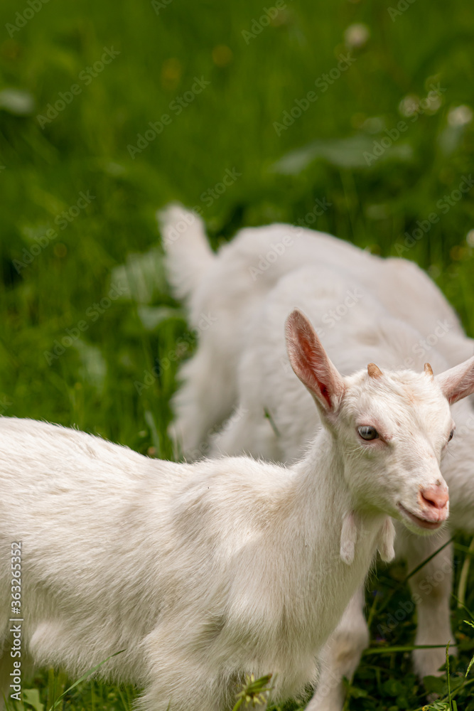 Small domestic goat grazing	