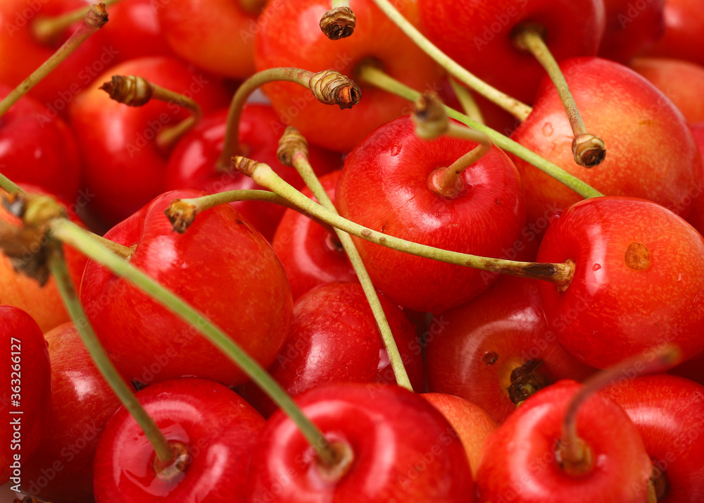 fresh cherry isolated on white background closeup fresh cherry isolated on white background closeup