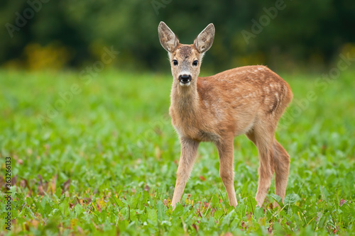 Young roe deer, capreolus capreolus, standing on meadow in summer nature. Baby animal looking to the camera on field. Little fawn watching on grassland.