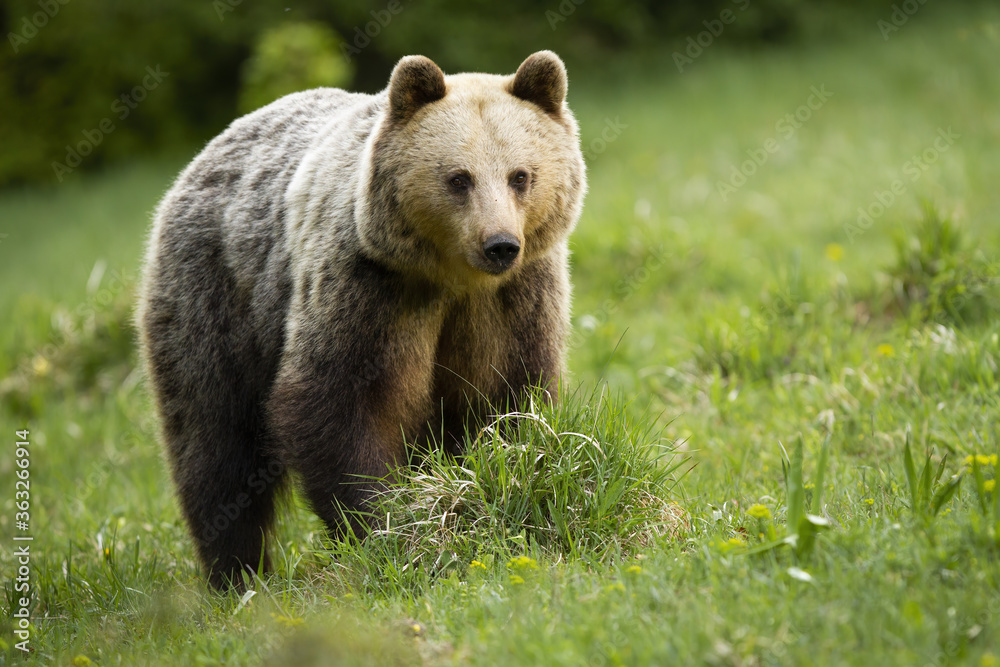 Obraz premium Majestic brown bear, ursus arctos, standing on meadow in summer nature. Magnificent mammal looking on field with blurred background. Wild predator with long fur in wilderness.