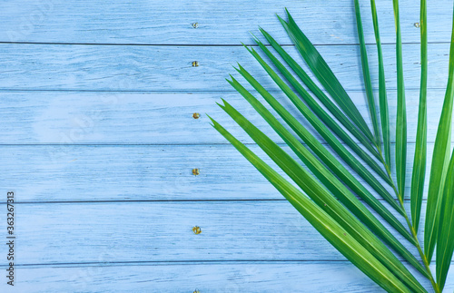 Beautiful tropical  palm leaf on color background  top view.