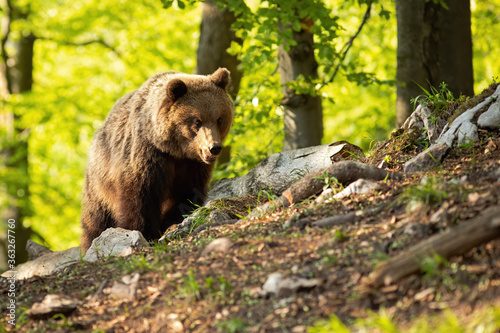 Majestic brown bear, ursus arctos, standing in nature during the summer. Large bear staring in forest with copy space. Wild angry mammal in forest at sunset with space for text.