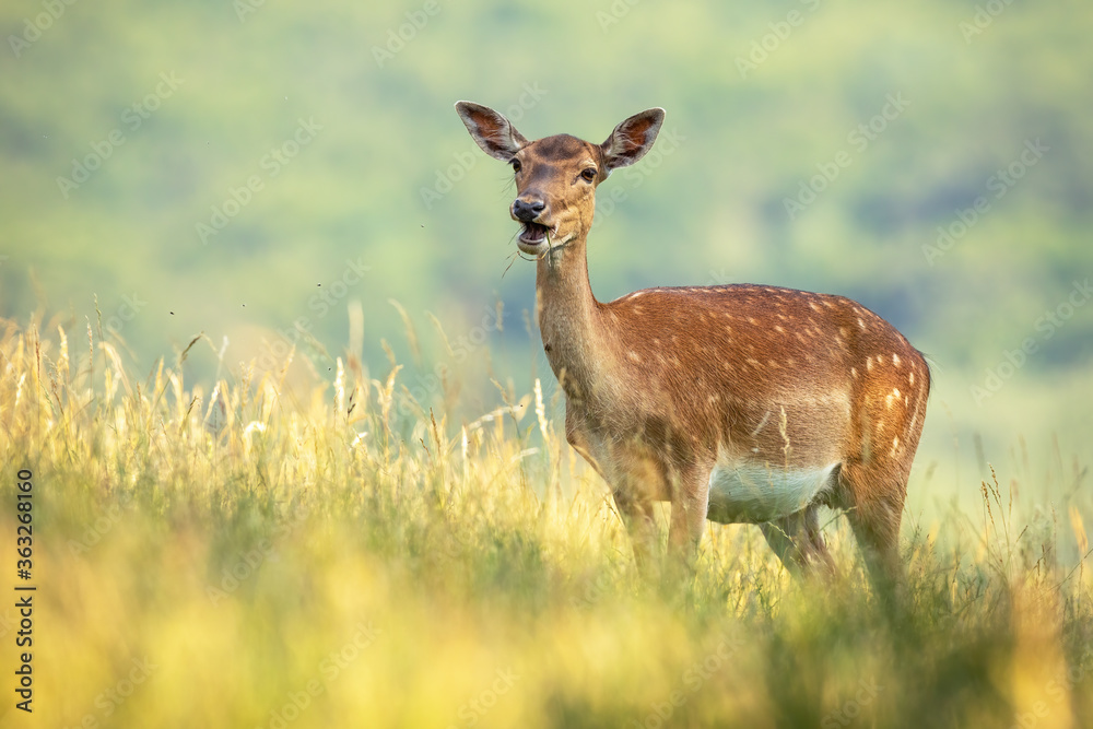 Fallow deer doe, dama dama, standing on field during the summer. Animal female ruminate feeding on wheat with blurred background . Wild mammal eating grain on farmland. Fallow deer doe, dama dama, standing on field during the summer. Animal female ruminate feeding on wheat with blurred background . Wild mammal eating grain on farmland.