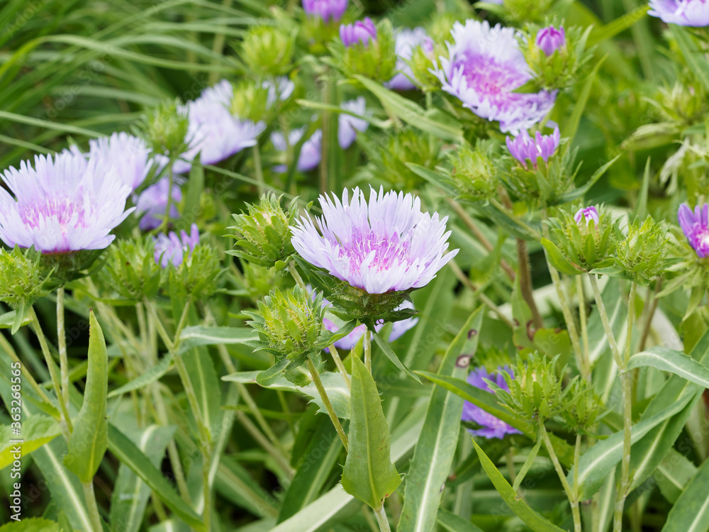 Stokesia laevis 'Blue Star' ou Aster de Stokes aux capitules bleu ciel pourprées autour d'un disque central aux ligules laciniées blanc sur tiges érigées au petites rosettes de feuilles vert foncé Stokesia laevis 'Blue Star' ou Aster de Stokes aux capitules bleu ciel pourprées autour d'un disque central aux ligules laciniées blanc sur tiges érigées au petites rosettes de feuilles vert foncé