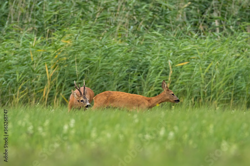 Roe deer, capreolus capreolus, male sniffing female in rutting season on meadow. Roebuck following doe on field. Pair of animals walking on grass in summertime. © WildMedia
