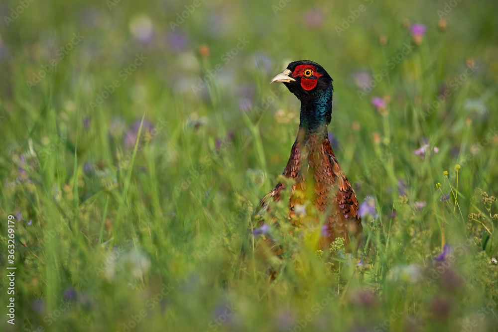 Common pheasant, phasianus colchicus, standing on meadow in summertime. Colorful gamebird looking on field with blurred background. Wild bird observing in wildflowers with copy space.