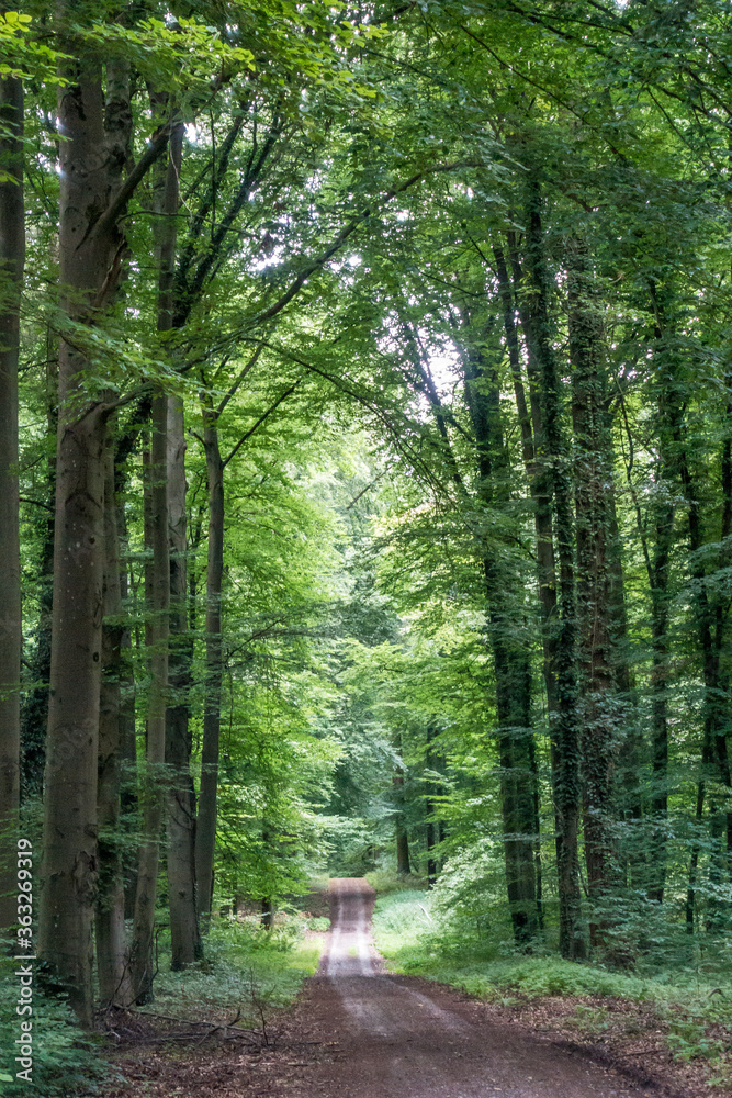 Obraz premium Waldweg