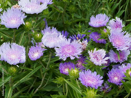 Stokesia laevis  Blue Star  ou Aster de Stokes aux capitules bleu ciel pourpr  es autour d un disque central aux ligules lacini  es blanc sur tiges   rig  es au petites rosettes de feuilles vert fonc  