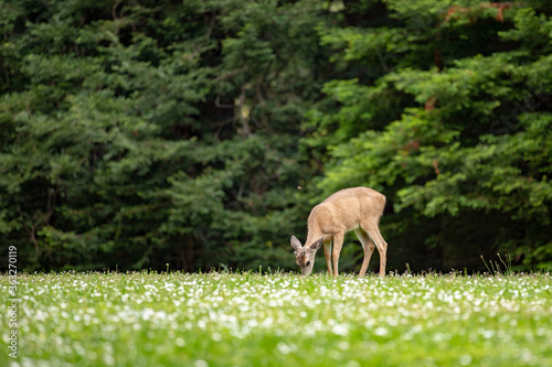 Deers at UC Santa Cruz