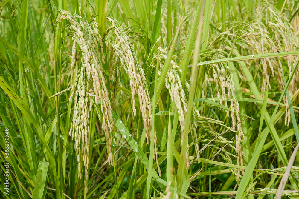 Abundance of rice plants in green rice fields. Abundance of rice plants in green rice fields.