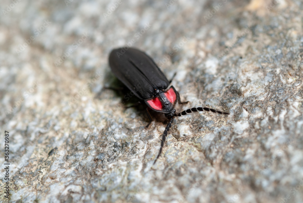 Obraz premium 蛍 ホタル