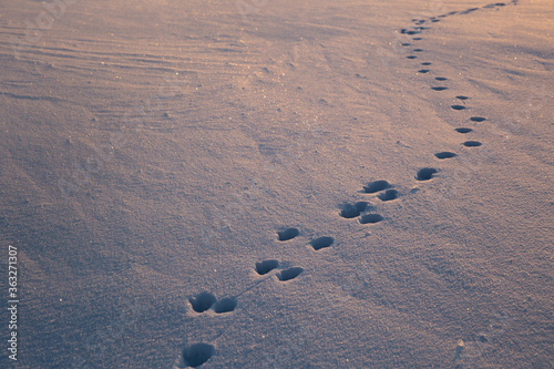 Dog footprints in the glistening snow. The snow glows blue and yellow from the setting sun. Footprints lead from one corner of the frame to another. High quality photo