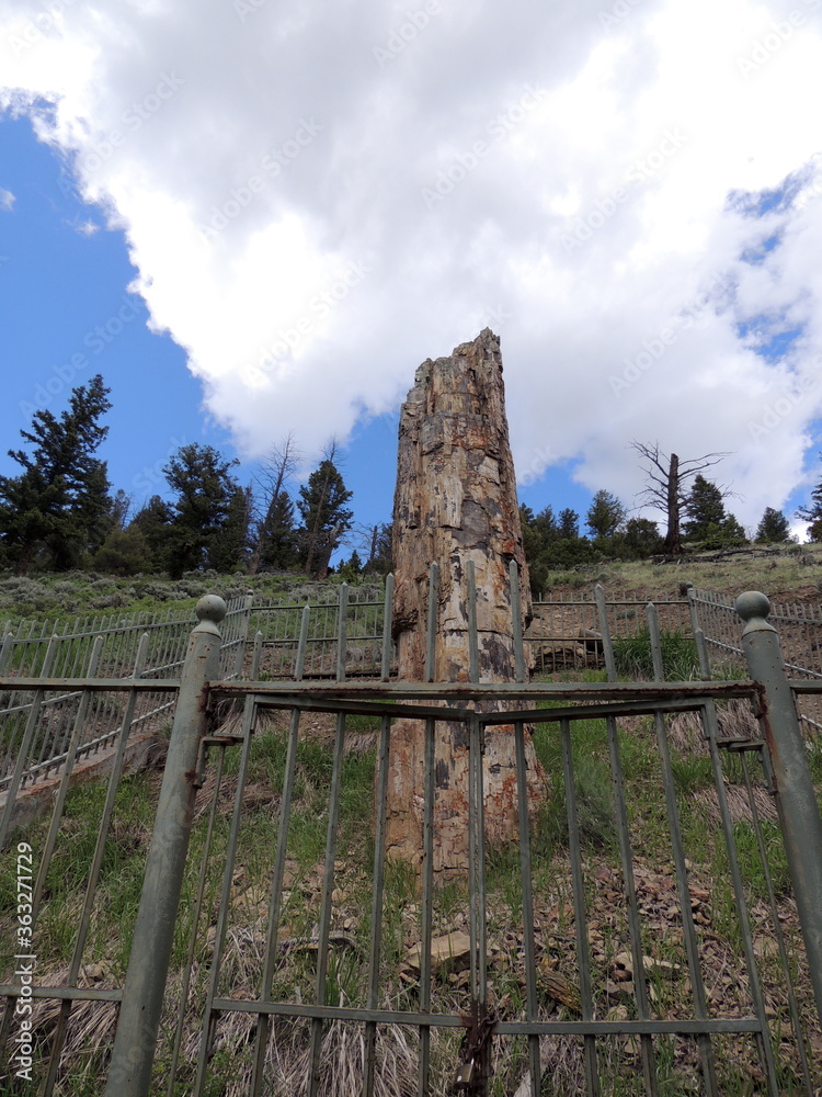 Yellowstone Petrified Tree Landmark