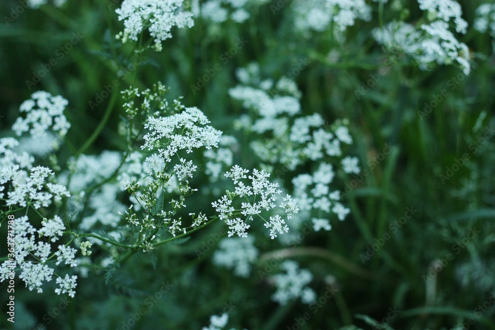 Beautiful white flowers in the garden macro Beautiful white flowers in the garden macro