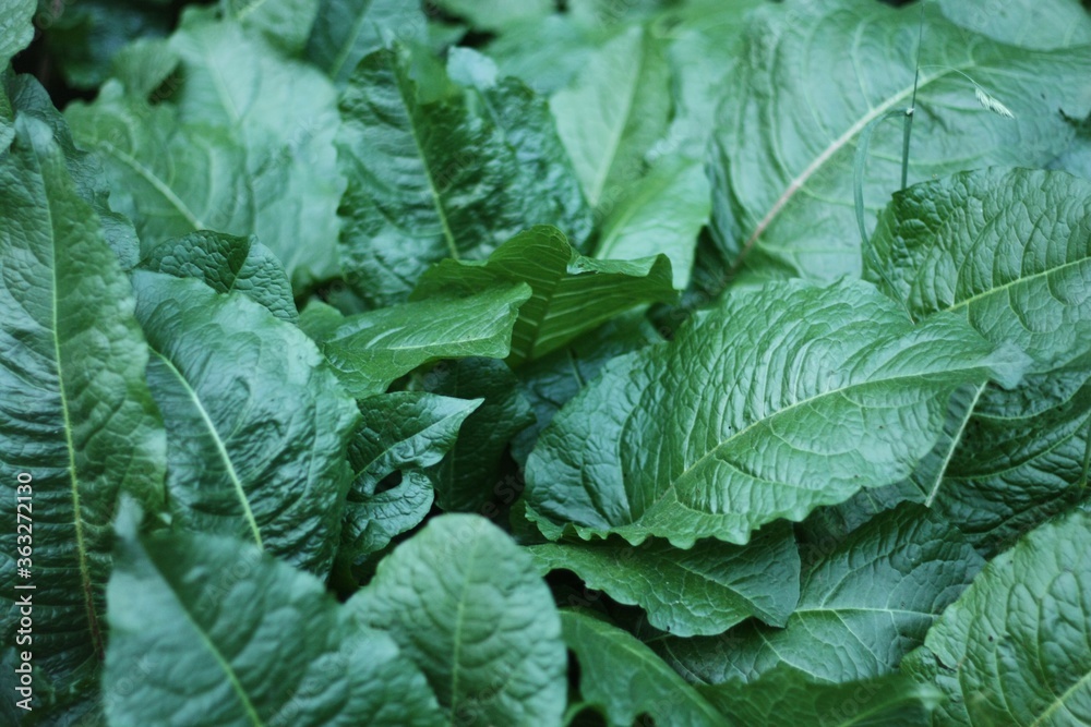 Beautiful green plant in the garden view Beautiful green plant in the garden view