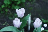 Beautiful lilac Tulips in the summer garden
