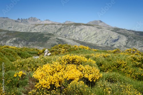 Landscape with mountain and mountain piorno with its yellow flowers in the Sierra de Gredos, Avila, Castilla Leon, Spain, Europe. Natural scene.