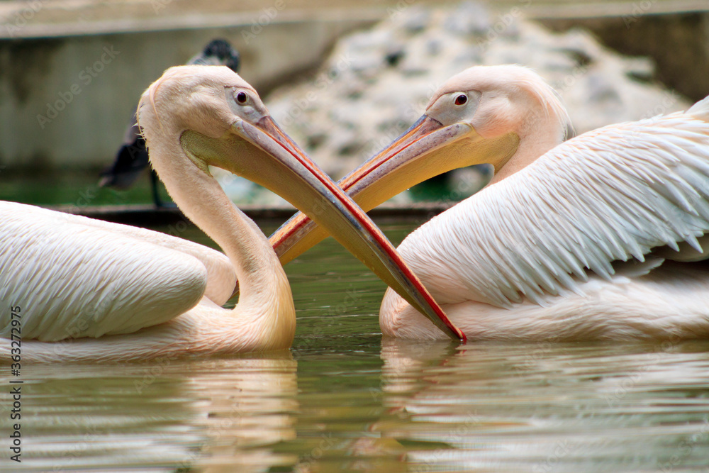 Pair of Pelican birds swimming in a pond Pair of Pelican birds swimming in a pond