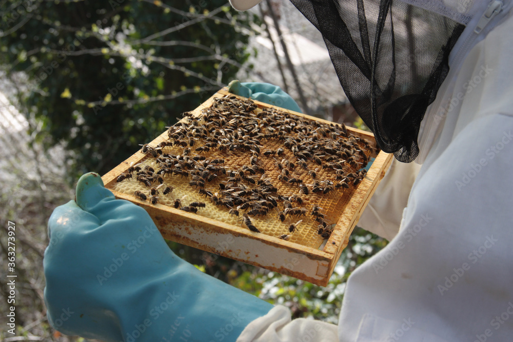 the beekeeper, always looking for his queen the beekeeper, always looking for his queen