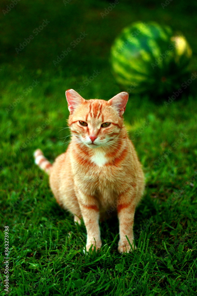 Pregnant tabby red cat in summer green farm grass & watermelon on background. Cute ginger red cat sitting outdoor hot summer day. Portrait big adorable red cat close up resting of heat in shade garden