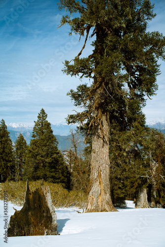 The snow-capped high mountain of the Himalayan range of India, amazing view of in winter trek to Kedarkantha peak, Govind wildlife sanctuary Uttarakhand, India.