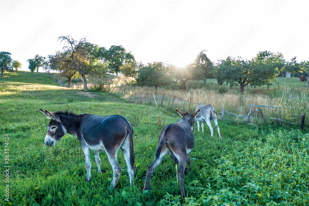 Fototapeta premium Junge Esel auf der Weide