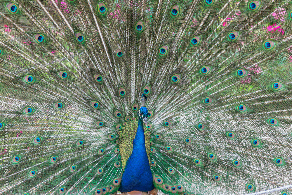 Obraz premium close-up of peacock with its tail open