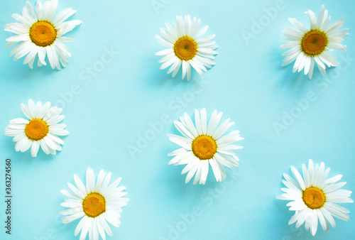 Spring and summer chamomile flowers on a blue background. Pattern of flowers. Top view. © Ekaterina