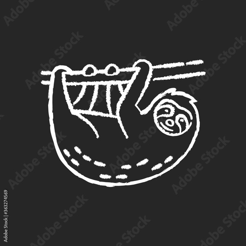 Sloth chalk white icon on black background. South American arboreal animal. Cute herbivore wildlife, exotic fauna. Adorable sloth hanging on tree branch isolated vector chalkboard illustration