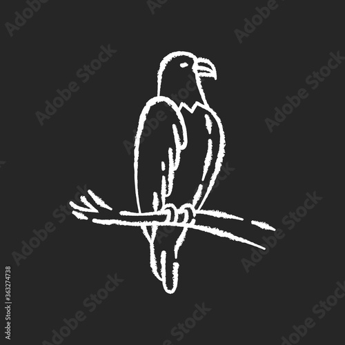 Eagle chalk white icon on black background. Dangerous bird of prey, flying animal, winged predator. American national. Hawk, falcon sitting on tree branch isolated vector chalkboard illustration