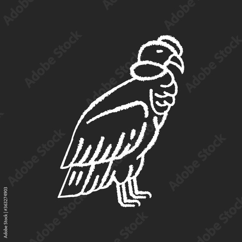 Condor chalk white icon on black background. Large bird of with sharp beak and claws. New world vulture, predatory bird. Zoology, ornithology. Andean condor isolated vector chalkboard illustration