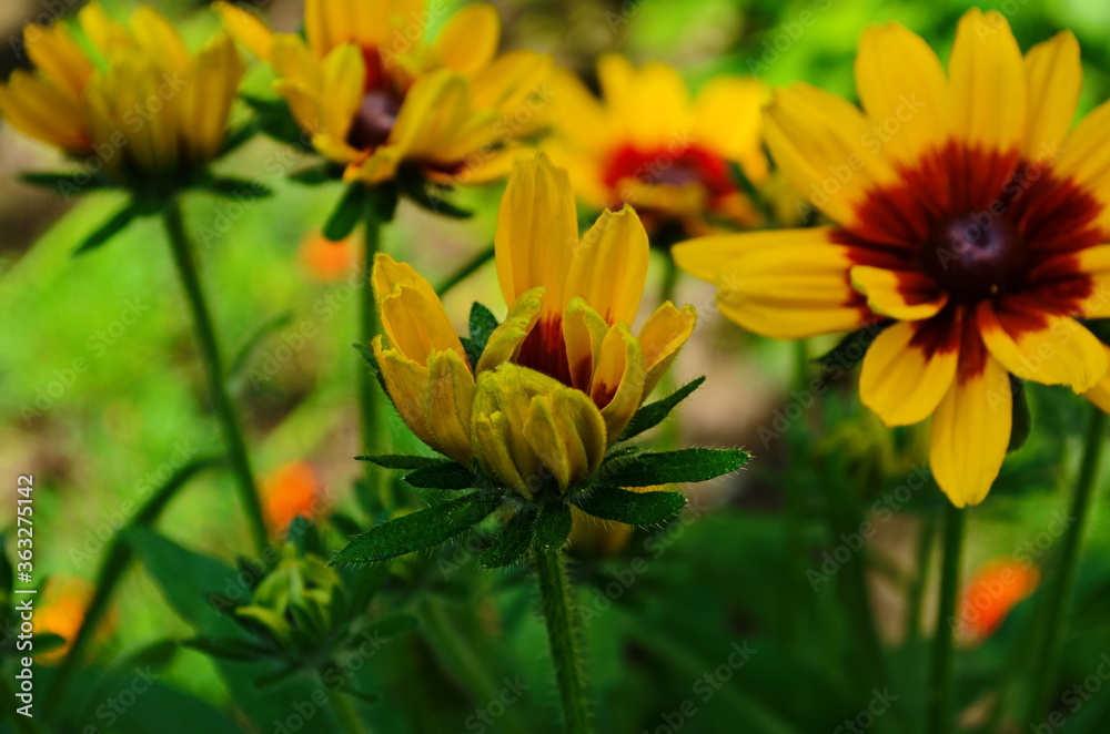 Yellow flowers of cone flower (rudbeckia) in a garden. The flowers come into bloom in summer. The language of the flower is justice. Yellow flowers of cone flower (rudbeckia) in a garden. The flowers come into bloom in summer. The language of the flower is justice.