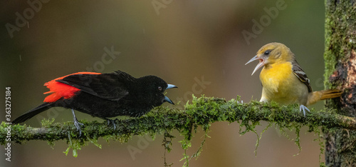 scarlet rumped tanager fighting photo