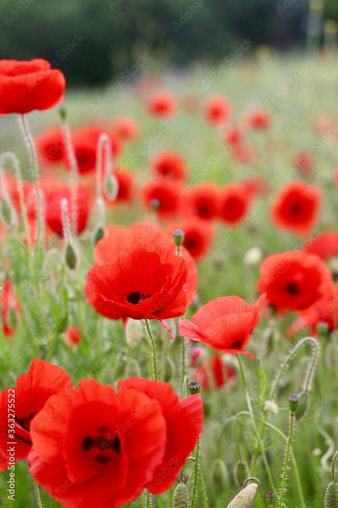 Naklejka premium Mohnblumen