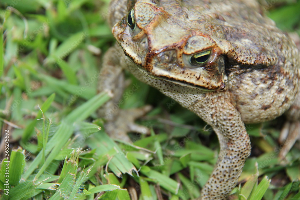 frog frog