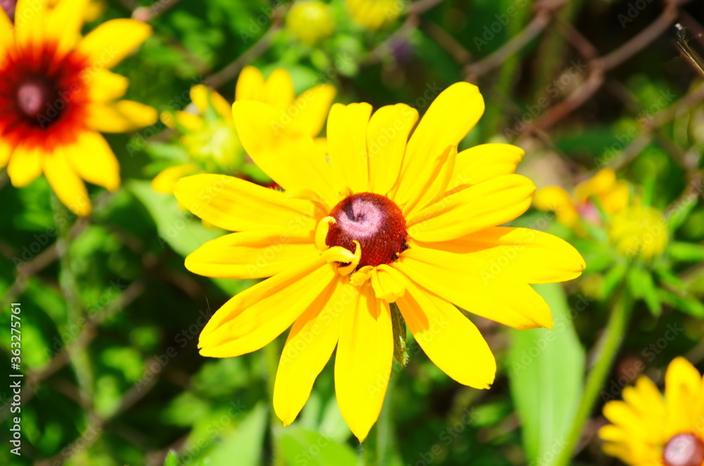 Yellow flowers of cone flower (rudbeckia) in a garden. The flowers come into bloom in summer. The language of the flower is justice. Yellow flowers of cone flower (rudbeckia) in a garden. The flowers come into bloom in summer. The language of the flower is justice.