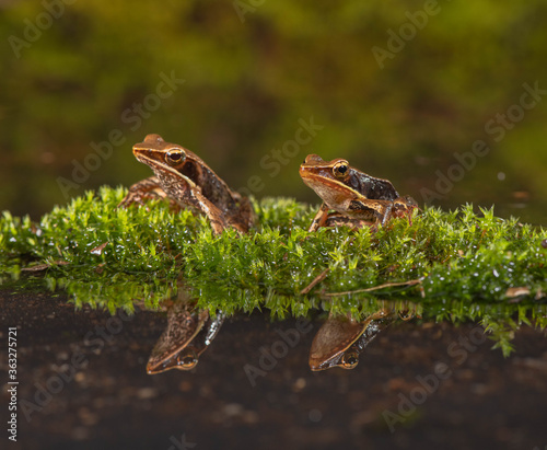 forest frogs and reflections © Carole