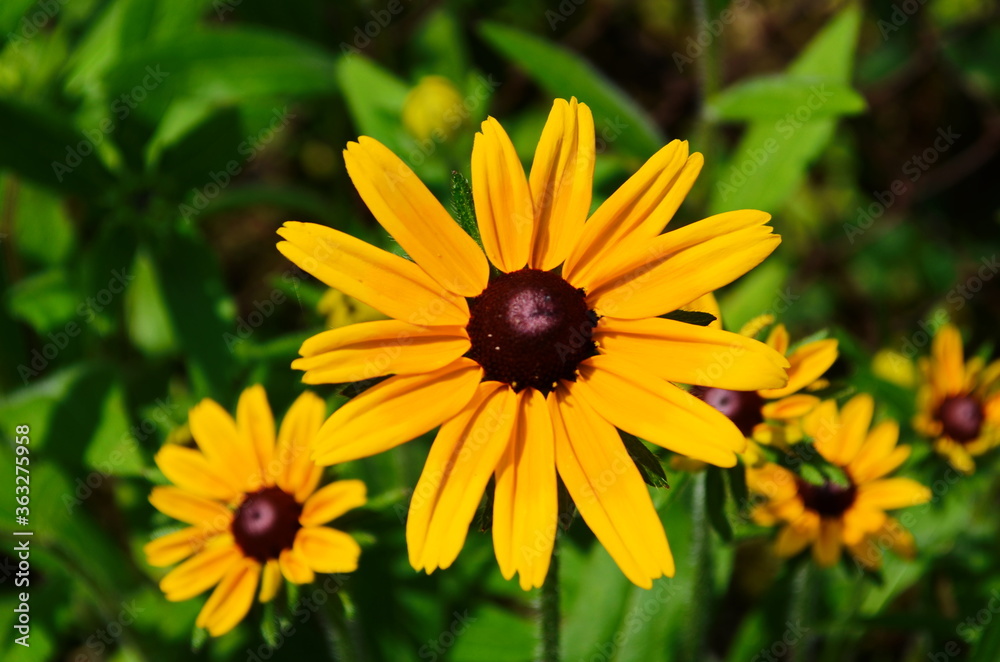Obraz premium Yellow flowers of cone flower (rudbeckia) in a garden. The flowers come into bloom in summer. The language of the flower is justice.