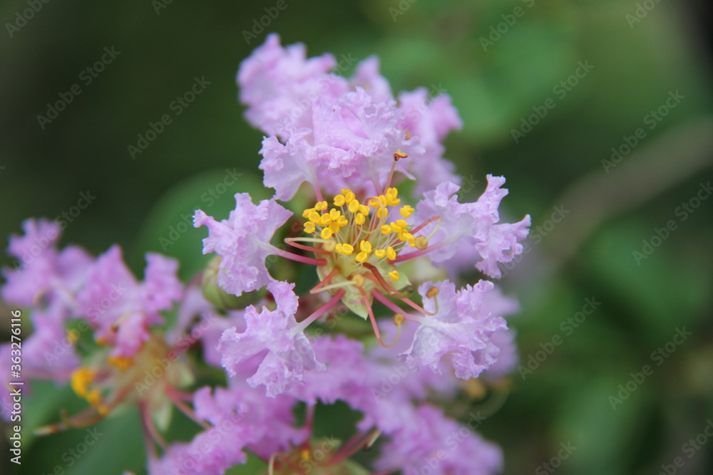 flower flower
