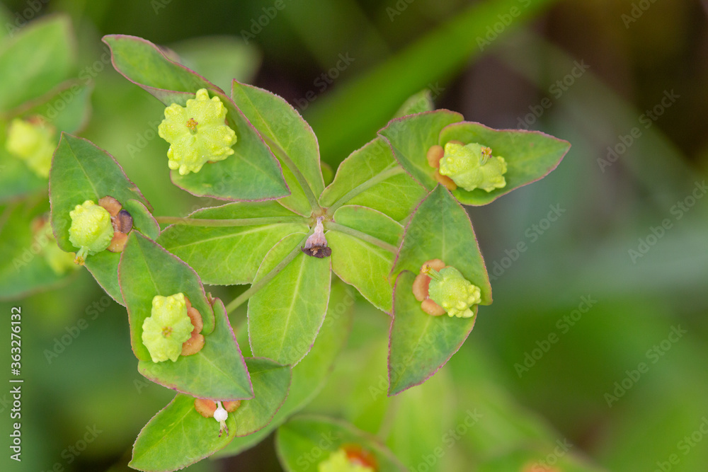 Macrophotographie de fleur sauvage - Euphorbe douce - Euphorbia dulcis Macrophotographie de fleur sauvage - Euphorbe douce - Euphorbia dulcis