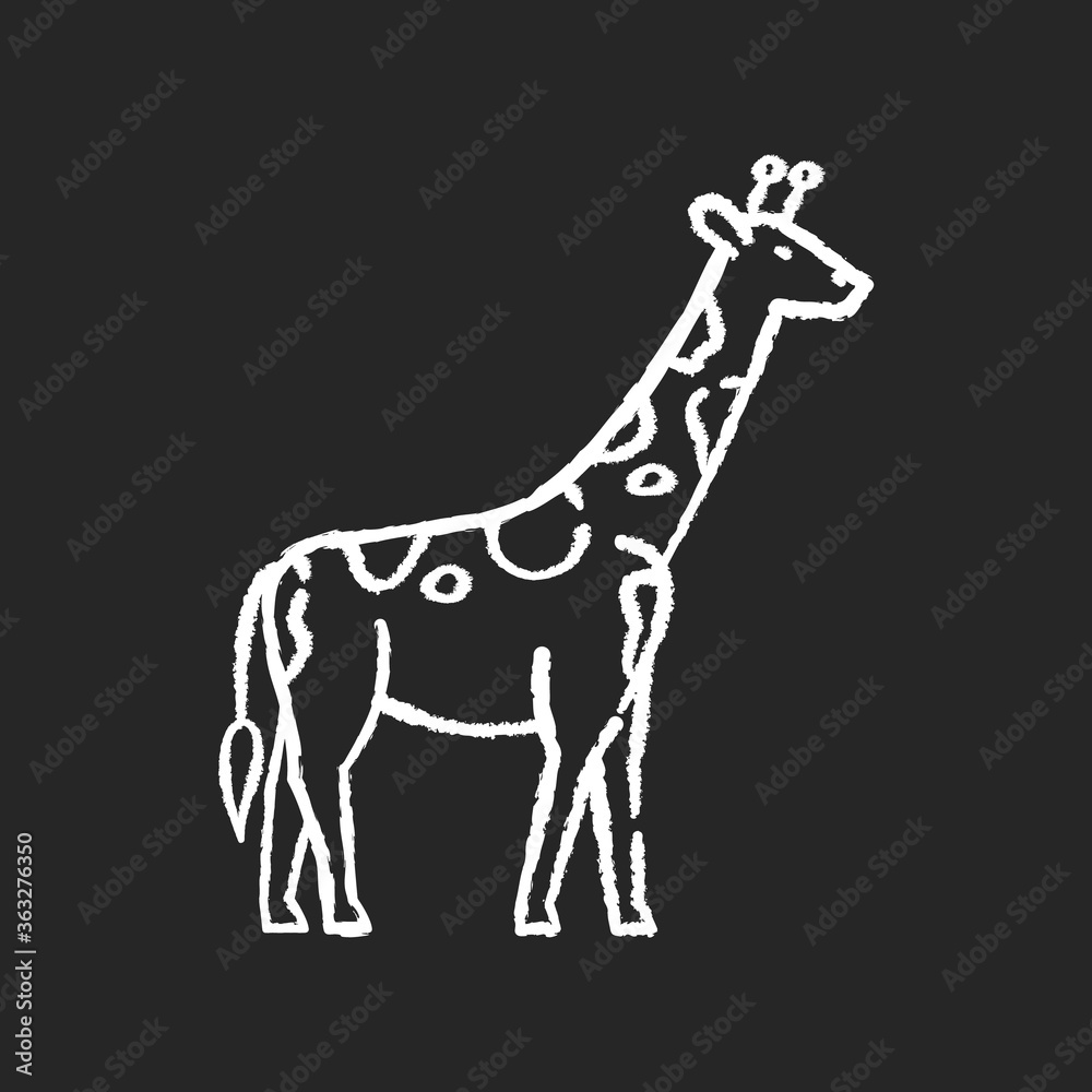 Giraffe chalk white icon on black background. Exotic animal with long neck, african herbivore wildlife. African savanna, tropical zoo. Tall camelopard isolated vector chalkboard illustration Giraffe chalk white icon on black background. Exotic animal with long neck, african herbivore wildlife. African savanna, tropical zoo. Tall camelopard isolated vector chalkboard illustration