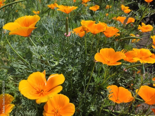 orange flowers in the garden