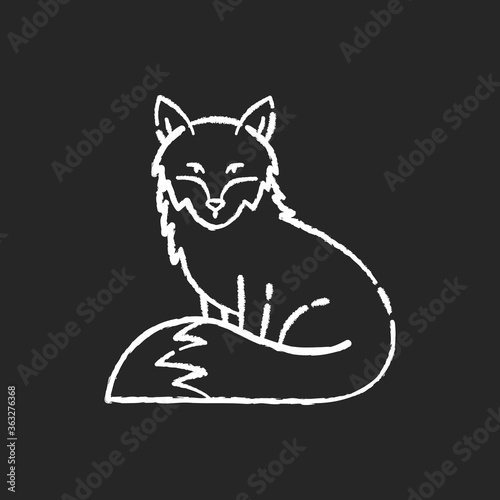 Fox chalk white icon on black background. Cute animal with furry tail, common mammal, omnivore woodland creature. Forest wildlife, zoology. Adorable fox isolated vector chalkboard illustration