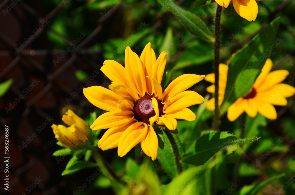 Fototapeta premium Yellow flowers of cone flower (rudbeckia) in a garden. The flowers come into bloom in summer. The language of the flower is justice.